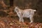 The Eurasian lynx Lynx lynx a young lynx on a meadow. Autumn scene with big european cat. Portrait of a relaxed animal.