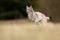 The Eurasian lynx Lynx lynx a young lynx on a meadow. Autumn scene with big european cat. Portrait of a relaxed animal.