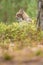 The Eurasian lynx Lynx lynx a young lynx under a tre. Autumn scene with big european cat. Portrait of a relaxed animal.