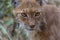 Eurasian lynx, a medium-sized wild cat with black tufts of hair on its ears, and a long grey-and-white ruff