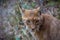 Eurasian lynx, a medium-sized wild cat with black tufts of hair on its ears, and a long grey-and-white ruff. Portrait