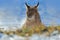 Eurasian Lynx, portrait of on snow in winter