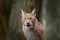 Eurasian Lynx, portrait of wild cat hidden in forest at rock mountain beautiful animal in the nature habitat, Sweden. Detail