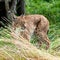 Eurasian Lynx Prowling through Long Grass