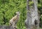 Eurasian Lynx ready to jump