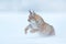 Eurasian Lynx running, wild cat in the forest with snow. Wildlife scene from winter nature. Cute big cat in habitat, cold