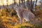 Eurasian lynx sits in the grass on forest ground in the golden hour light