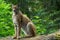 A Eurasian Lynx sitting