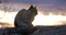 Eurasian lynx sitting on a mountain rock in beautiful evening light