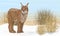 Eurasian lynx stands in the snow near dry bushes and grass. Lynx lynx. Animals of Europe and Asia in winter