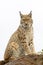 Eurasian lynx on top of a rock