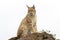 Eurasian lynx on top of a rock
