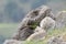 Eurasian lynx on top of a rock