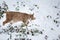 Eurasian Lynx walking quietly in snow