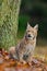 Eurasian Lynx, wild cat sitting on the orange leaves in the forest habitat