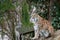 Eurasian Lynx ( wild cat with spots ) sitting on a wood log