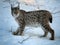 Eurasian Lynx in Winter