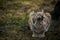 Eurasian Lynx yawns and shows big and sharp teeth. Close-up portrait of the wild cat in the natural environment