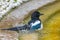 Eurasian Magpie