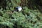 Eurasian magpie