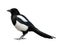 Eurasian magpie