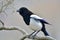 Eurasian magpie bird