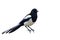Eurasian magpie bird