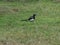 Eurasian magpie bird animal