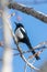 Eurasian magpie on a branch, Common magpie Pica pica