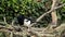 Eurasian Magpie, Common Magpie, Pica Pica
