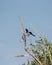 The Eurasian magpie or common magpie Pica pica / P. p. bactriana.