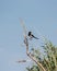 The Eurasian magpie or common magpie Pica pica / P. p. bactriana.