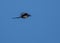 Eurasian Magpie in flight