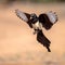 Eurasian Magpie Flying on Bright Background