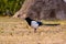 Eurasian magpie Pica pica with chick in beak, profile. Bird in the crow family Corvidae with prey taken from nest of