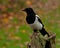 The Eurasian magpie, Pica pica in the fall