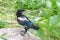 The Eurasian Magpie Pica Pica. A little baby standing on a stone.