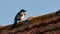 Eurasian Magpie Pica Pica on Tiled Roof