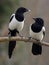 The Eurasian magpie, Pica pica where one parent feeds a fly out kid