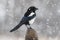 Eurasian magpie posing on a wooden pole under a deva in winter