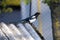 The Eurasian magpie on a roof.