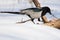 Eurasian magpie sits in the snow and eats lard spreading its win