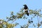 Eurasian magpie sitting on a hawthorn twig.