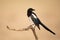 Eurasian magpie sitting on wood in autumn wilderness