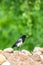 Eurasian magpie wild bird