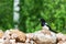 Eurasian magpie wild bird