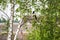 Eurasian magpie wild bird on a birch branch