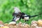 Eurasian magpie wild bird fighting