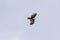 Eurasian Marsh Harrier in Flight