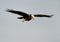 Eurasian Marsh harrier flying at Asker Marsh, Bahrain